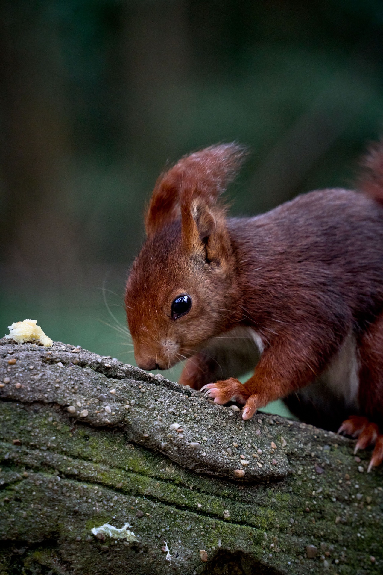 Red squirrel foraging on Brownsea Island
